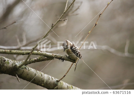 Arao City Yotsuyama Shrine Kogella, 63671516