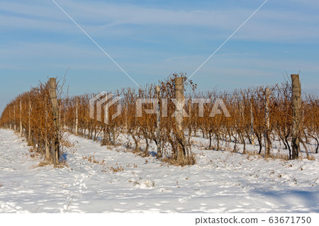 Winter Vineyard 63671750