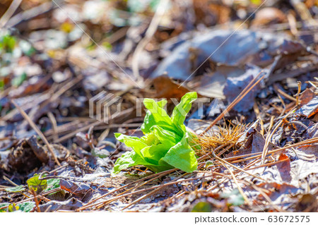 Fukinoto (Spring wild plants) [Nagano Prefecture] 63672575