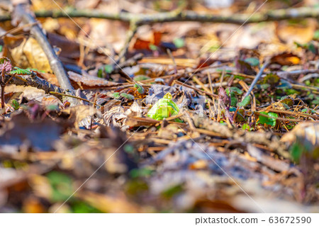 Fukinoto (Spring wild plants) [Nagano Prefecture] 63672590