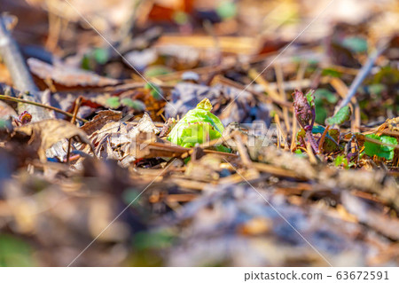 Fukinoto (Spring wild plants) [Nagano Prefecture] 63672591