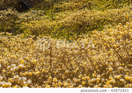 Mitsumata flower in full bloom [Aichi Prefecture] 63672921