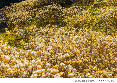 Mitsumata flower in full bloom [Aichi Prefecture] 63672939