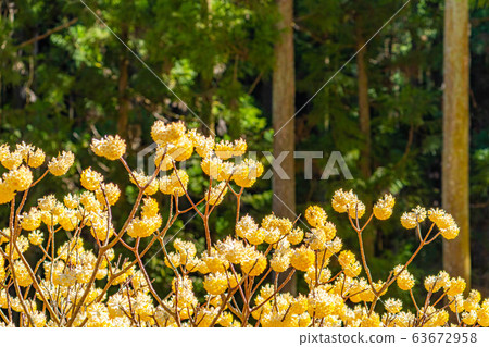 三its花盛開[愛知縣] 63672958