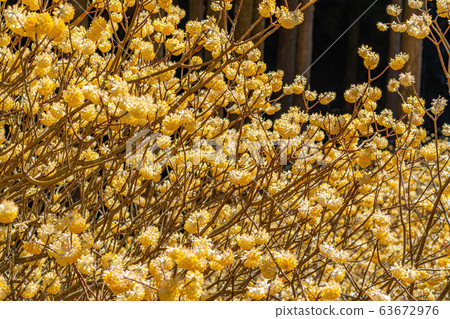 Mitsumata flower in full bloom [Aichi Prefecture] 63672976