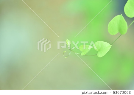 Tortoiseshell dragon Tortoiseshell dragon 63673068