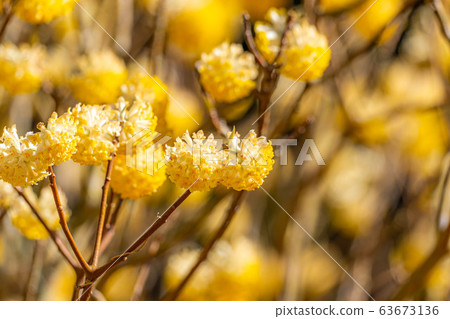 三its花盛開[愛知縣] 63673136