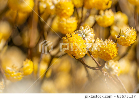 三its花盛開[愛知縣] 63673137