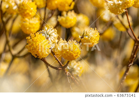 三its花盛開[愛知縣] 63673141