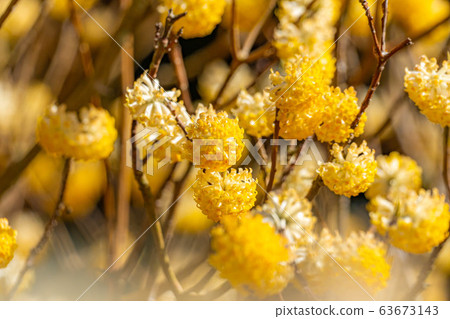 三its花盛開[愛知縣] 63673143