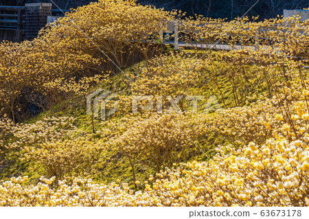 Mitsumata flower in full bloom [Aichi Prefecture] 63673178