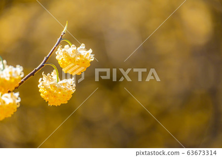 Mitsumata flower in full bloom [Aichi Prefecture] 63673314