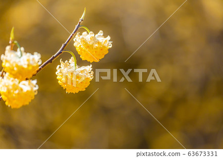 Mitsumata flower in full bloom [Aichi Prefecture] 63673331