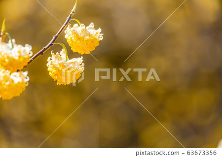 Mitsumata flower in full bloom [Aichi Prefecture] 63673356