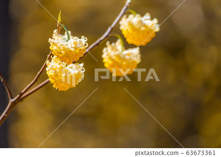 Mitsumata flower in full bloom [Aichi Prefecture] 63673361