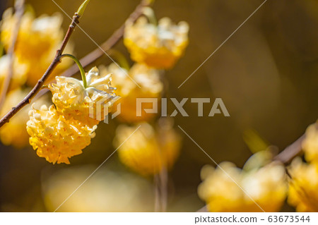 三its花盛開[愛知縣] 63673544