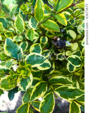 Fresh green leaves Fresh green leaves 63673675