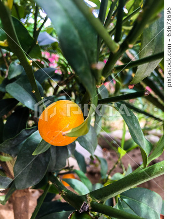 Kumquat fruit 63673696