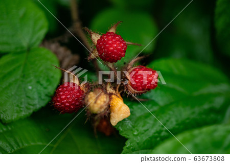 raspberry raspberry 63673808