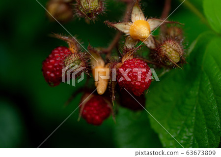 raspberry raspberry 63673809