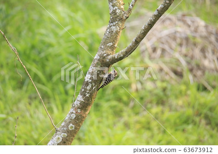 荒尾市四山神社Kogella, 荒尾市四山神社Kogella, 63673912