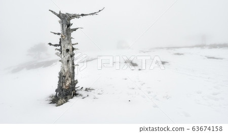 Lonely dead tree in the fog. Snow. Winter time Lonely dead tree in the fog. Snow. Winter time 63674158