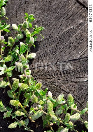 Creative top view willow tree blooming flowers Creative top view willow tree blooming flowers 63674338