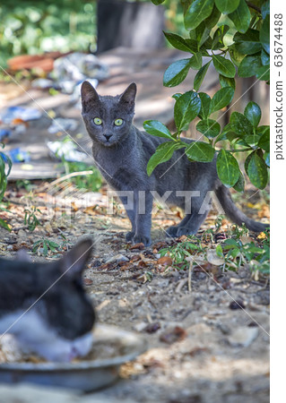 Cute grey cat  63674488