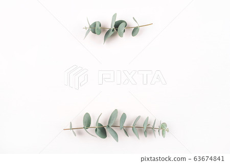 Green eucalyptus branches on a white background. Green eucalyptus branches on a white background. 63674841