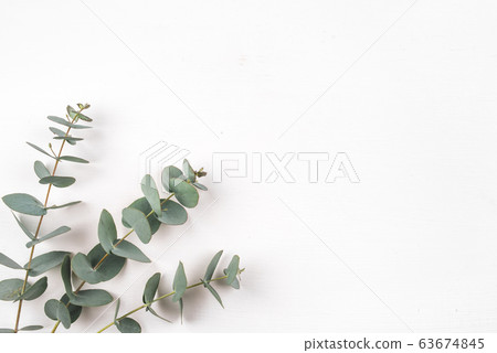 Green eucalyptus branches on a white background. Green eucalyptus branches on a white background. 63674845