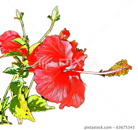 Hibiscus flower illustration material Hibiscus flower illustration material 63675343