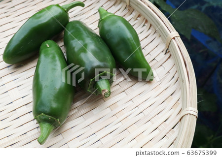 Child peppers @ Harvest 63675399