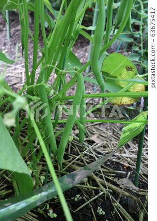 Vineless kidney beans 63675417