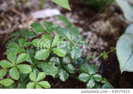 Sugar Bine Sugar Bine 63675423