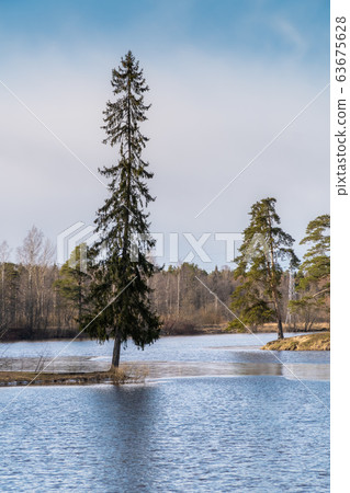 Russia. Saint-Petersburg. Lakes are freed from ice and flooded areas in early spring in the parks of St. Petersburg. 63675628