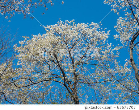 Sakura sky high - Stock Photo [63675703] - PIXTA