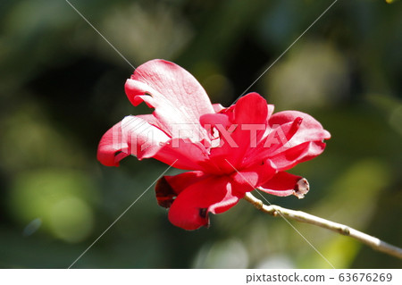 Arao City Yotsuyama Shrine Camellia, Arao City Yotsuyama Shrine Camellia, 63676269