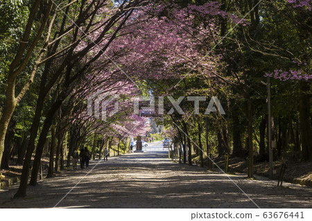 Omi Shrine's sunlight cherry blossoms Omi Shrine's sunlight cherry blossoms 63676441