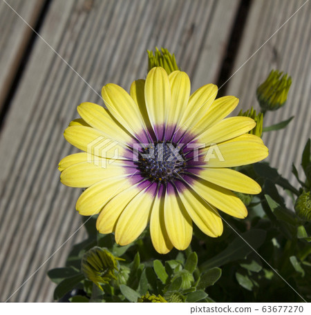 Osteospermum 63677270
