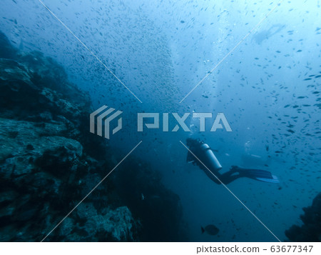 diver in the rif with fishes diver in the rif with fishes 63677347