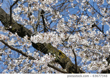 Cherry blossoms in full bloom Cherry blossoms in full bloom 63677348