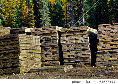 Piles of access mats used to build roads in wet areas 63677453