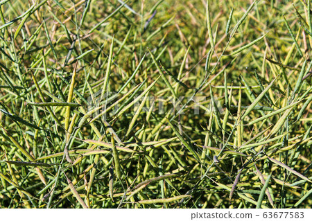 Closeup of green rapeseed pods in the field 63677583