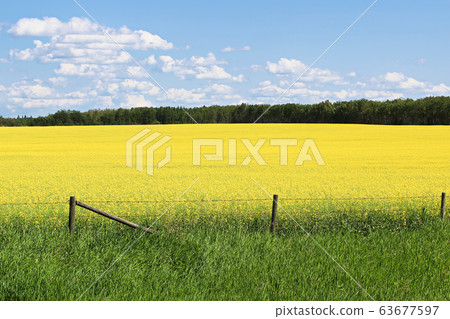 View of fence and a yellow canola field against a 63677597
