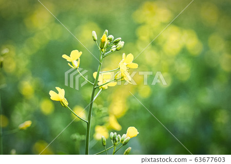 Closeup of yellow rapeseed flowers with a green Closeup of yellow rapeseed flowers with a green 63677603