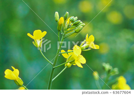 Closeup of yellow canola flowers with a green 63677604