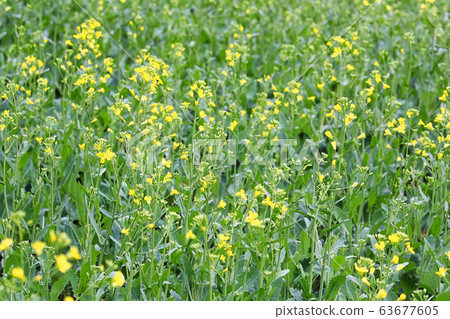 Yellow canola flowers blooming in a field 63677605