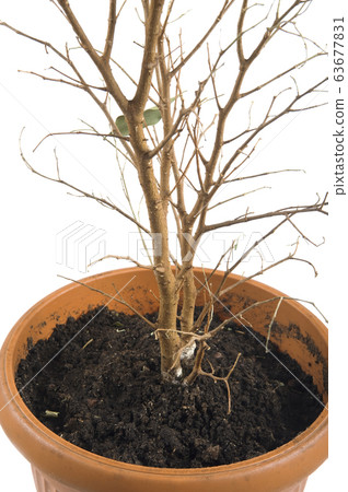 window plants on white background 63677831