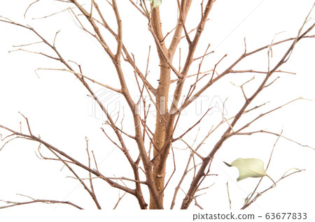 window plants closeup window plants closeup 63677833