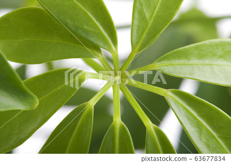 window plants close up 63677834